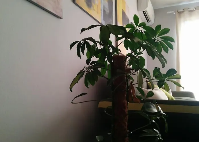 Exclusive * ティラナ